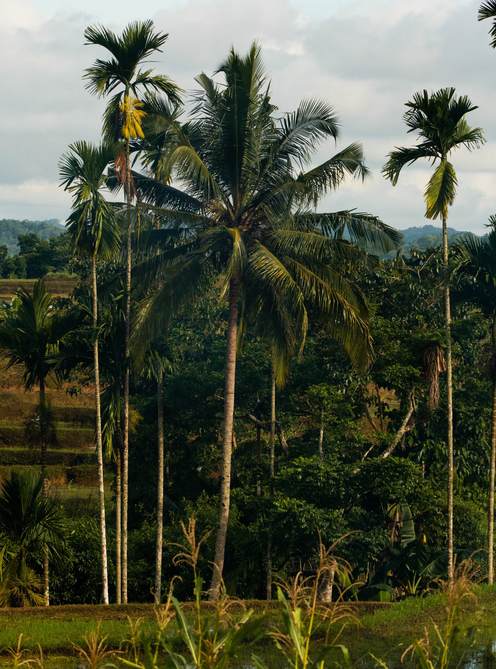 Palm trees overlooking the rice fields