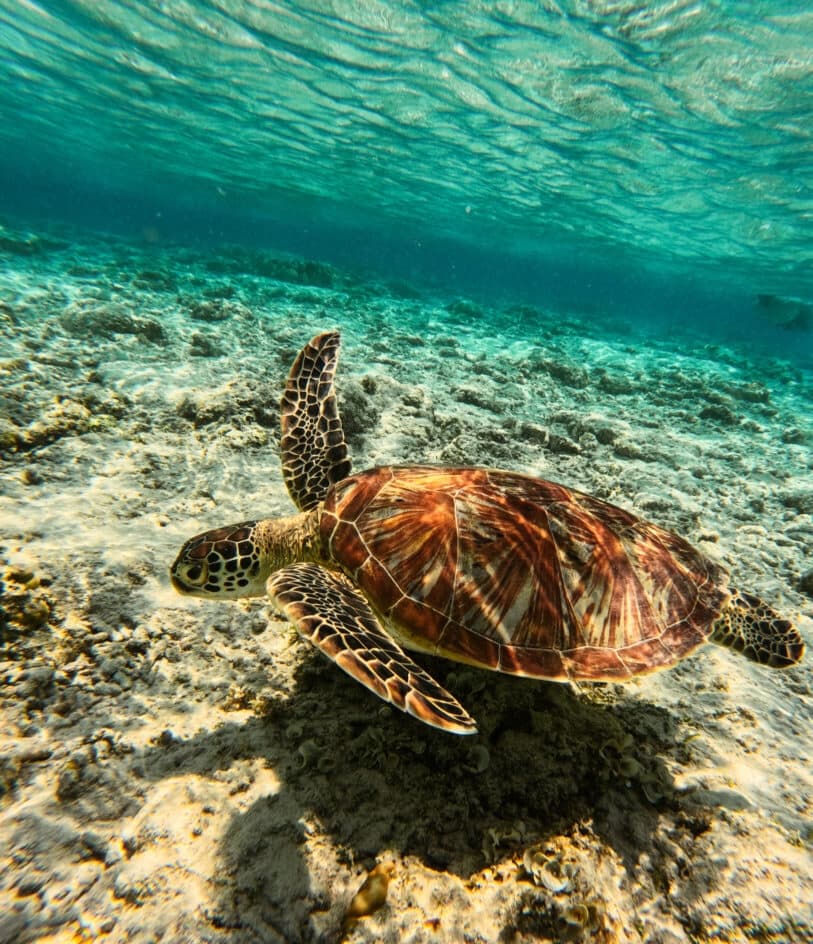 Snorkeling with sea turtles and coral reefs